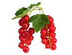Currant Red